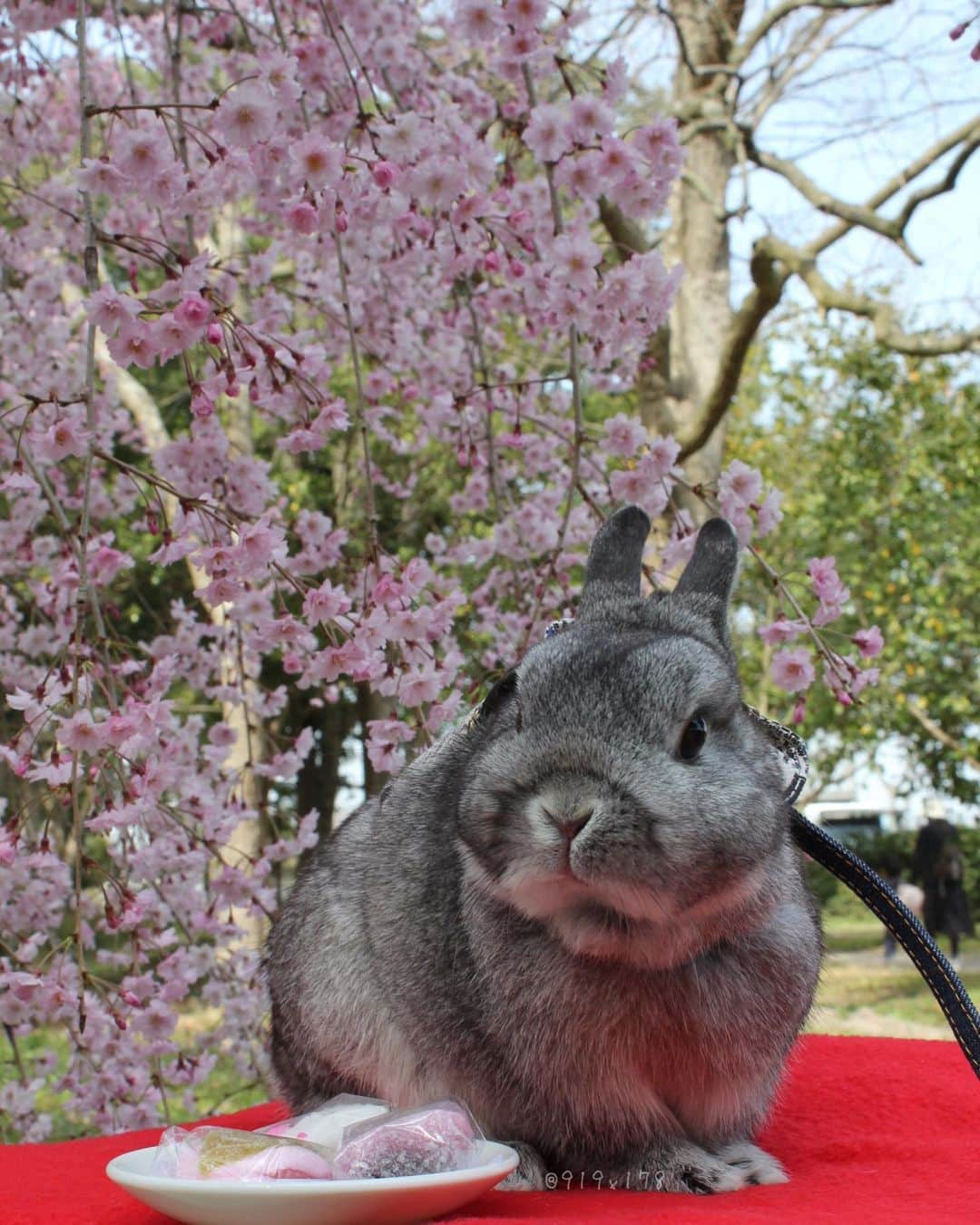 MaRi.Kのインスタグラム：「ルーさんと一緒に行った、枝垂れ桜。 最初で最後かも？だけど、 ランレンと行ってきました。  サークル持って行って、30分で撤退したのでバタバタだった💦 やっぱりルーさんと違って、お外はなかなか難しい‥‥」