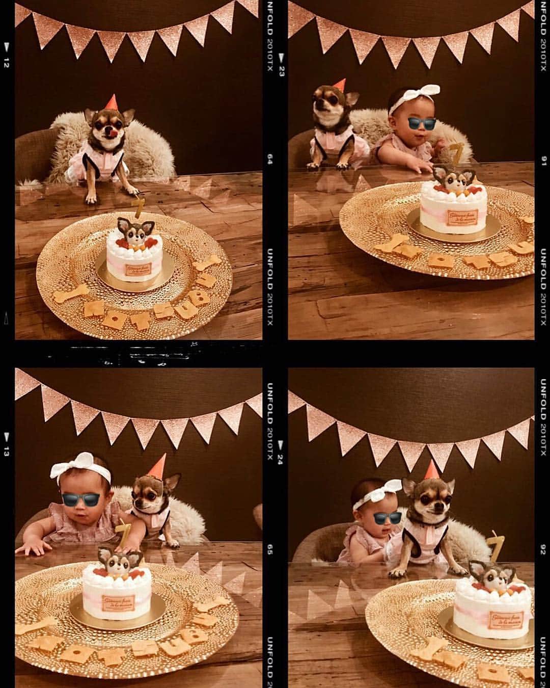 岡田美季さんのインスタグラム写真 - (岡田美季Instagram)「つーちゃん7歳になりました🐶❤️ かわいいかわいいみんなに愛されこつぶ。 今年もかわいいこのケーキでお祝い🎂 おめでとう元気に長生きしてね！ 私にとってなくてはならない存在いつもありがとう❤️ #愛犬 #こつぶ #happybirthday #チワワ #スムチー」4月8日 13時21分 - mikiokada0225