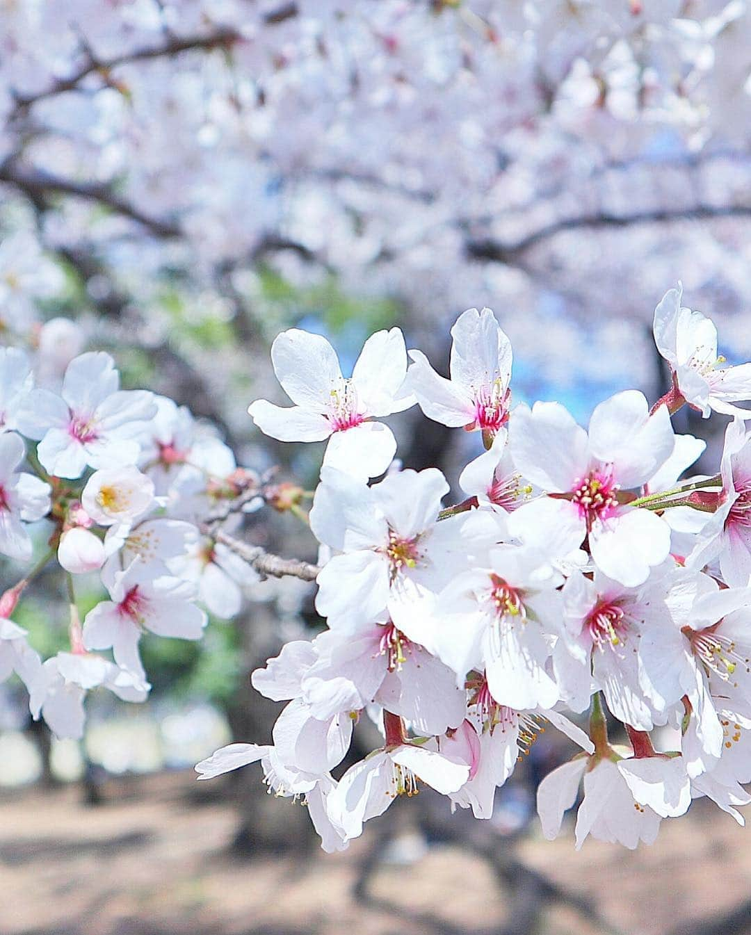 瀬戸早妃さんのインスタグラム写真 - (瀬戸早妃Instagram)「🌸🌳🌸🌳🌸 今日はお天気も良くて ピクニックに行ってきたよ🌸😊 . せっかくおにぎりとかサンドイッチ沢山持っていったのに、 慌ただしくてなぜか広げなかった🤣🍙🥪 . そろそろ桜も見頃を終えてしまうけど、またゆっくり行きたいな🌸 . ☑︎jacket @montresorsaki アイボリー、ピンクが再入荷❣️ ☑︎dress @montresorsaki この春夏大人気のワンピース👗 ☑︎bag @seriyo3939 #アトリエキューピッド #ハンドメイド作家さん . #お花見 #桜 #花見 #ピクニック #砧公園 #picnic #sakura #cherryblossom #hanami #モントレゾール #montresor #montresorsaki #春ファッション #白ワンピ #whitedress #ホワイトコーデ #大人気アイテム #spring #tokyo」4月4日 17時54分 - plievesaki