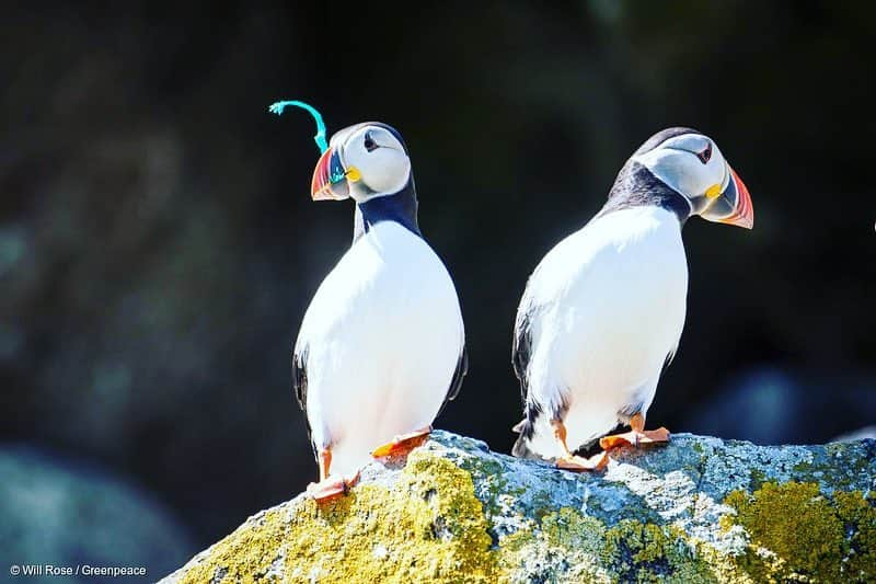 ミロスラヴァ・デュマさんのインスタグラム写真 - (ミロスラヴァ・デュマInstagram)「More EXCITING news on PLASTIC BAN: 560 lawmakers from the European parliament voted overwhelmingly to ban single-use plastic items by 2021, in a bid to tackle marine litter and encourage sustainable alternatives. Additionally European Union member countries will also have to achieve a 90% collection target for plastic bottles by 2029. ⠀ According to statistics more than 80% of marine litter is plastic and only less than 30% of the 25 million tonnes of plastic generated yearly by E.U. countries is recycled.」4月4日 17時58分 - miraduma