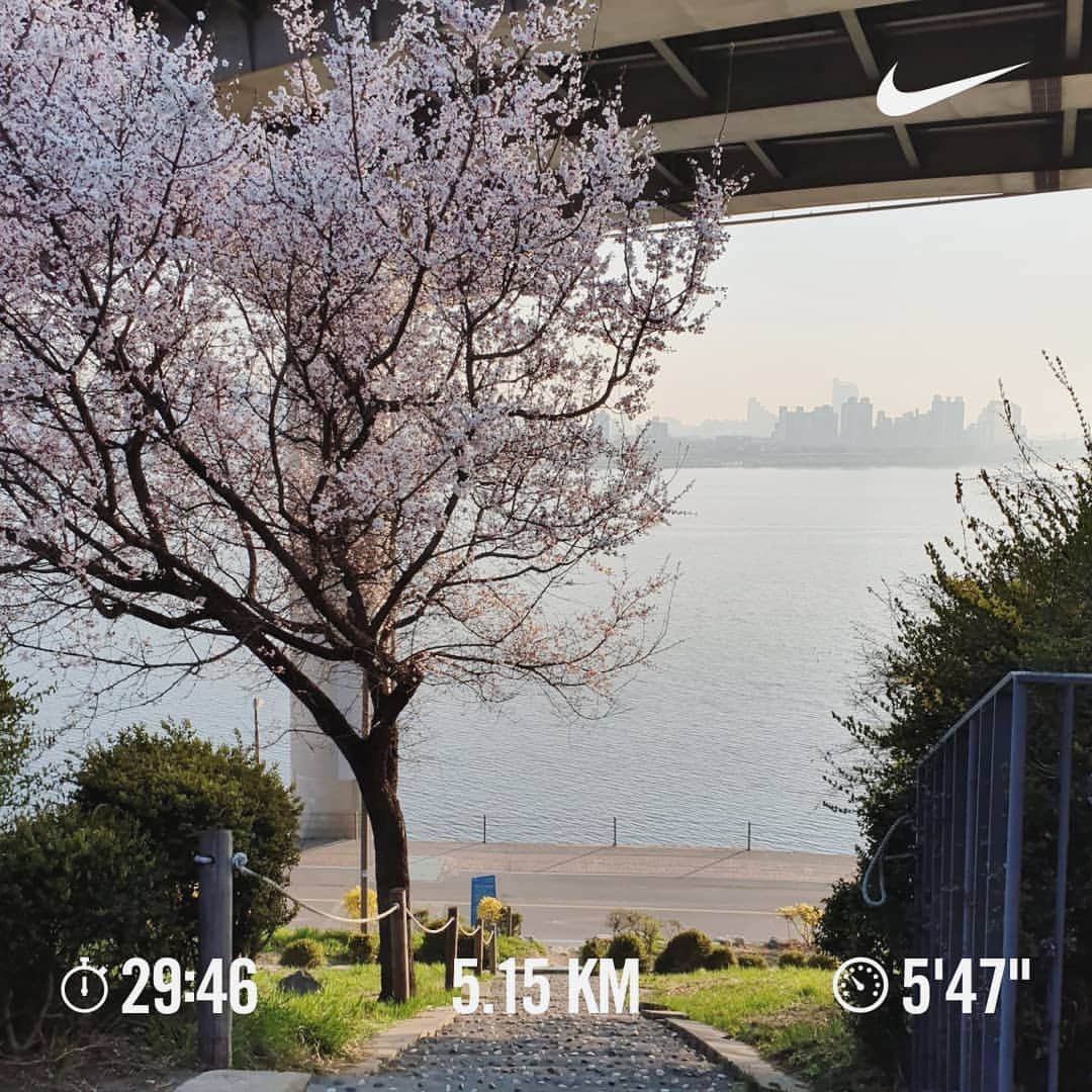 イ・シヨンさんのインスタグラム写真 - (イ・シヨンInstagram)「너무 예뻤던 오늘🌸 벚꽃의 계절이 드디어 오는구나💗💗💗 7시에 나갔는데도 이렇게 밝아요ㅎㅎ 해뜨는거 보려면 6시에 나가야함..😳😳😳 #이제다시시작#힘내자#내가가면길이된다#화이팅」4月4日 16時32分 - leesiyoung38