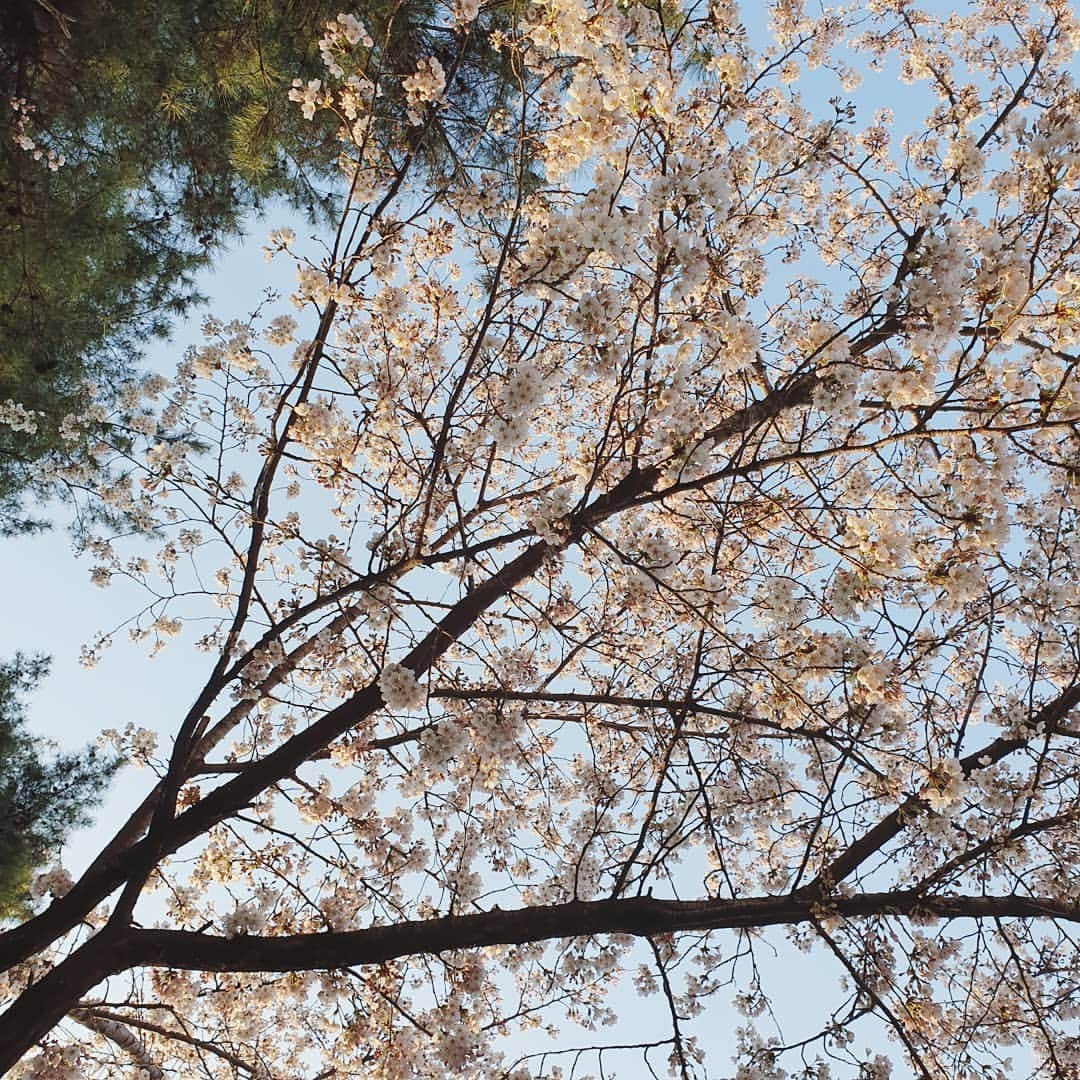 イ・シヨンさんのインスタグラム写真 - (イ・シヨンInstagram)「너무 예뻤던 오늘🌸 벚꽃의 계절이 드디어 오는구나💗💗💗 7시에 나갔는데도 이렇게 밝아요ㅎㅎ 해뜨는거 보려면 6시에 나가야함..😳😳😳 #이제다시시작#힘내자#내가가면길이된다#화이팅」4月4日 16時32分 - leesiyoung38