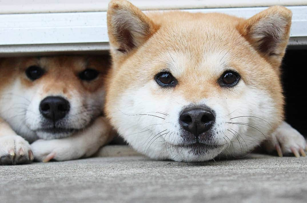 柴犬たま Shibainu Tamaさんのインスタグラム写真 - (柴犬たま Shibainu TamaInstagram)「出すぎじゃない⁉😂😂 * Caption trans🇬🇧 Meekeh is jumping out too much⁉😂😂 * #柴犬たま #たママ #たま家族 #柴犬ミケ #一眼レフ #一眼レフカメラ #隙間からこんにちは #隙間シリーズ #隙間の住人 #仲良し親子 #出過ぎ #主張が強い #カメラ大好き #あご乗せ #舌ぺろ #かなりひし形 #柴犬 #shiba #shibainu #shibastagram #犬 #dog #多頭飼い」4月4日 16時42分 - tama7653