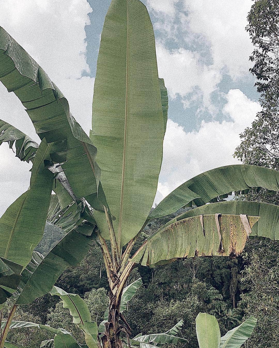 Manamiのインスタグラム：「JUNGLE🌴🌲🌿🌴🌲🌿」