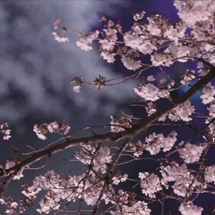 のインスタグラム：「Day or night, night or day, what’s not to love about this time of year in Japan? . . . . . . #hanami #sakura #cherryblossoms #花見 #桜」
