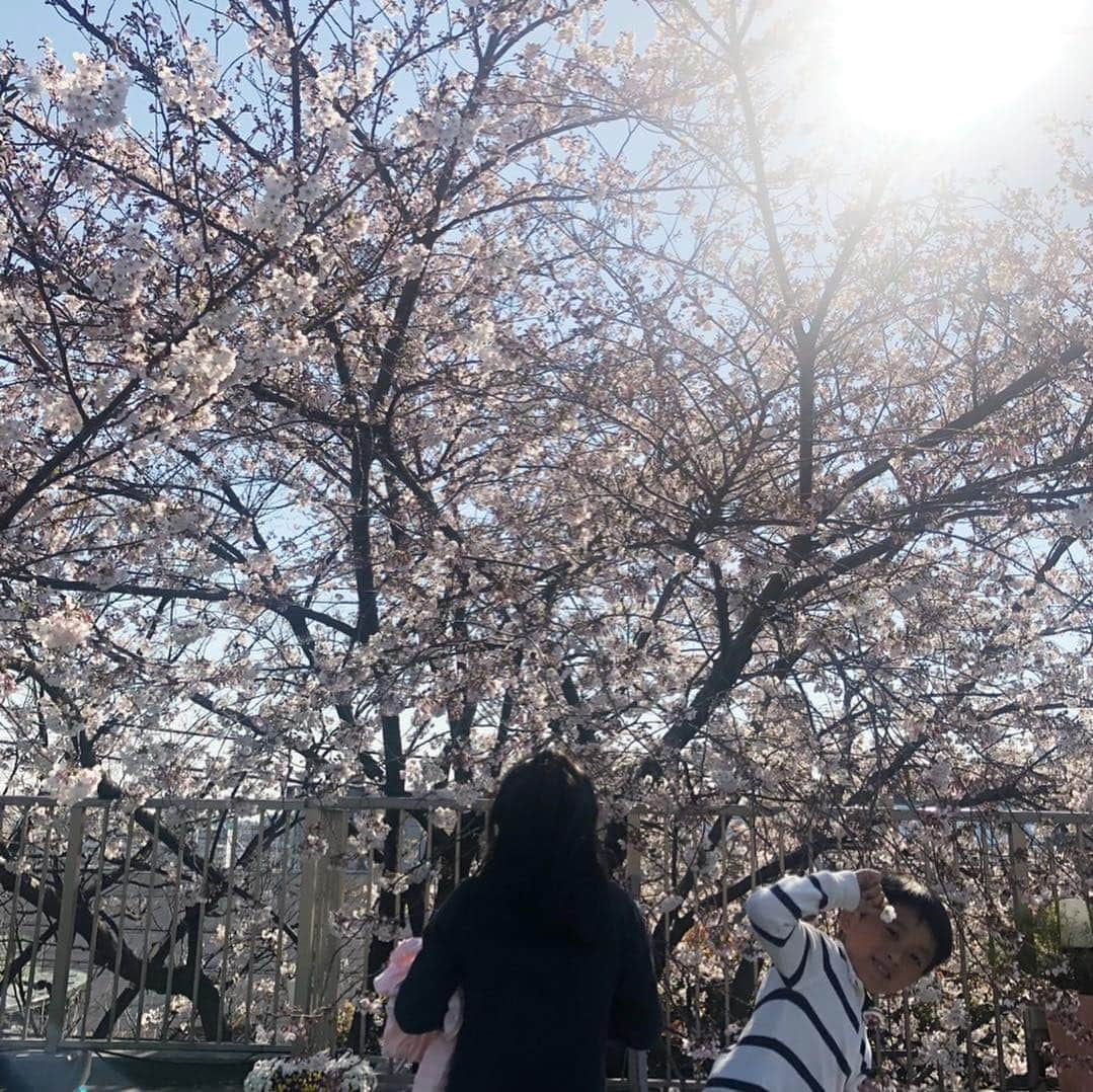 市川海老蔵 （11代目）さんのインスタグラム写真 - (市川海老蔵 （11代目）Instagram)「* My father planted this cherry blossom tree when I entered the elementary school.  It still blooms beautifully every year. How could I imagine that I got to enjoy it with my children when they enrolled in the elementary school?  I am just so grateful... この桜、 私が小学校に入学した時に 父が植えてくれたんです。 去年は麗禾が、 今年は勸玄が入学。 まさか 私が入学した時の桜がこんなにも美しくなり 自分の子供が小学校に入学する時に めでることになるとは、 思いもしなかった事です。  ただただ感謝のみです、  #市川海老蔵 #海老蔵 #成田屋 #歌舞伎  #ABKAI #ABMORI #ebizoichikawa #ebizo #kabuki #thunderparty  #classic」4月4日 16時49分 - ebizoichikawa.ebizoichikawa