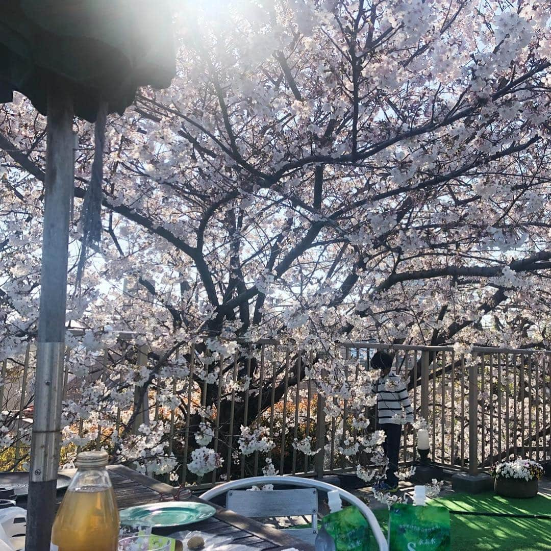 市川海老蔵 （11代目）さんのインスタグラム写真 - (市川海老蔵 （11代目）Instagram)「* My father planted this cherry blossom tree when I entered the elementary school.  It still blooms beautifully every year. How could I imagine that I got to enjoy it with my children when they enrolled in the elementary school?  I am just so grateful... この桜、 私が小学校に入学した時に 父が植えてくれたんです。 去年は麗禾が、 今年は勸玄が入学。 まさか 私が入学した時の桜がこんなにも美しくなり 自分の子供が小学校に入学する時に めでることになるとは、 思いもしなかった事です。  ただただ感謝のみです、  #市川海老蔵 #海老蔵 #成田屋 #歌舞伎  #ABKAI #ABMORI #ebizoichikawa #ebizo #kabuki #thunderparty  #classic」4月4日 16時49分 - ebizoichikawa.ebizoichikawa