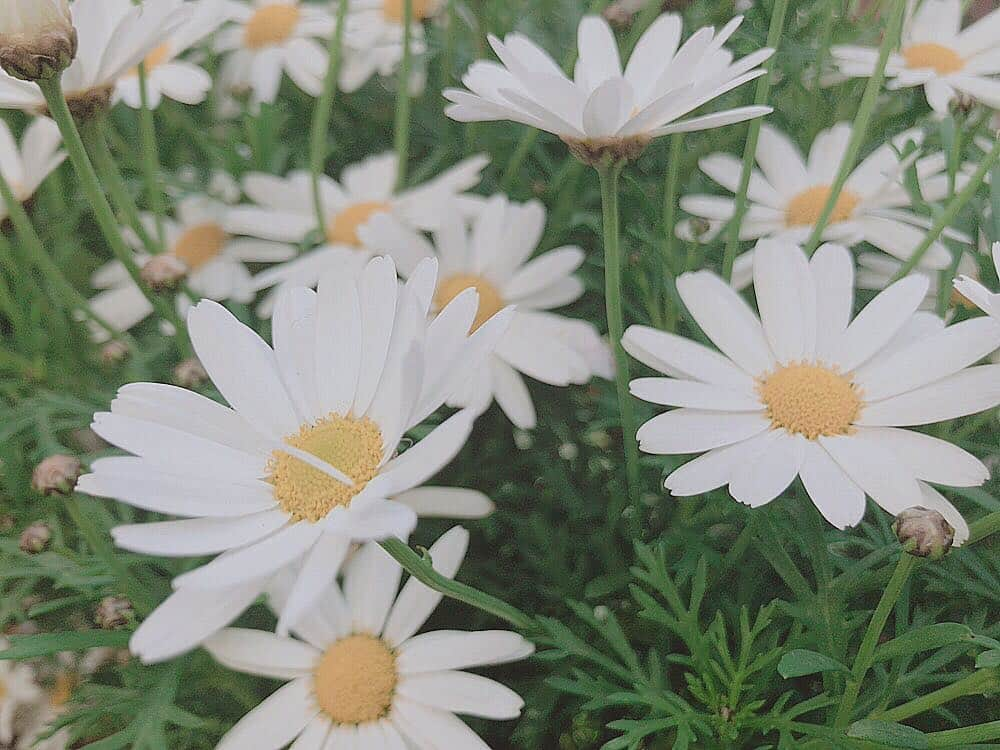 唯井まひろさんのインスタグラム写真 - (唯井まひろInstagram)「撮りました花です」4月4日 16時50分 - tadai_mahiro