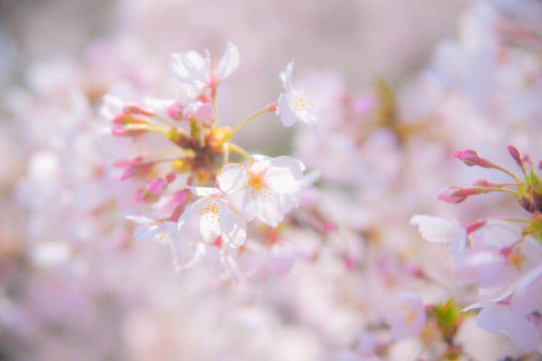 現地発信の旅行サイト「たびらい」さんのインスタグラム写真 - (現地発信の旅行サイト「たびらい」Instagram)「【熊本・水俣】 水俣市の市街地近郊の標高333メートルの場所にある「中尾山公園」。頂上にある広場の桜を撮影してきました！  秋には、最大のイベントの「コスモス祭り」も開催。ぜひ四季の花々を眺めにお出かけしてみてくださいね♪ ： #中尾山公園 #たびらい #tabirai #ローカル旅行 #旅行好き #旅行 #旅行好きな人と繋がりたい #たびらい九州 #たびらい熊本 #水俣 #熊本 #写真好きと繋がりたい #中尾山スカイロード #桜 #おでかけ #花見 #湯の鶴 #温泉 #onsen #旅館 #九州 #コスモス祭り #コスモス #カメラ #photo #カメラ女子 #さくら #sakura #かわいい #pink」4月4日 16時56分 - tabirai