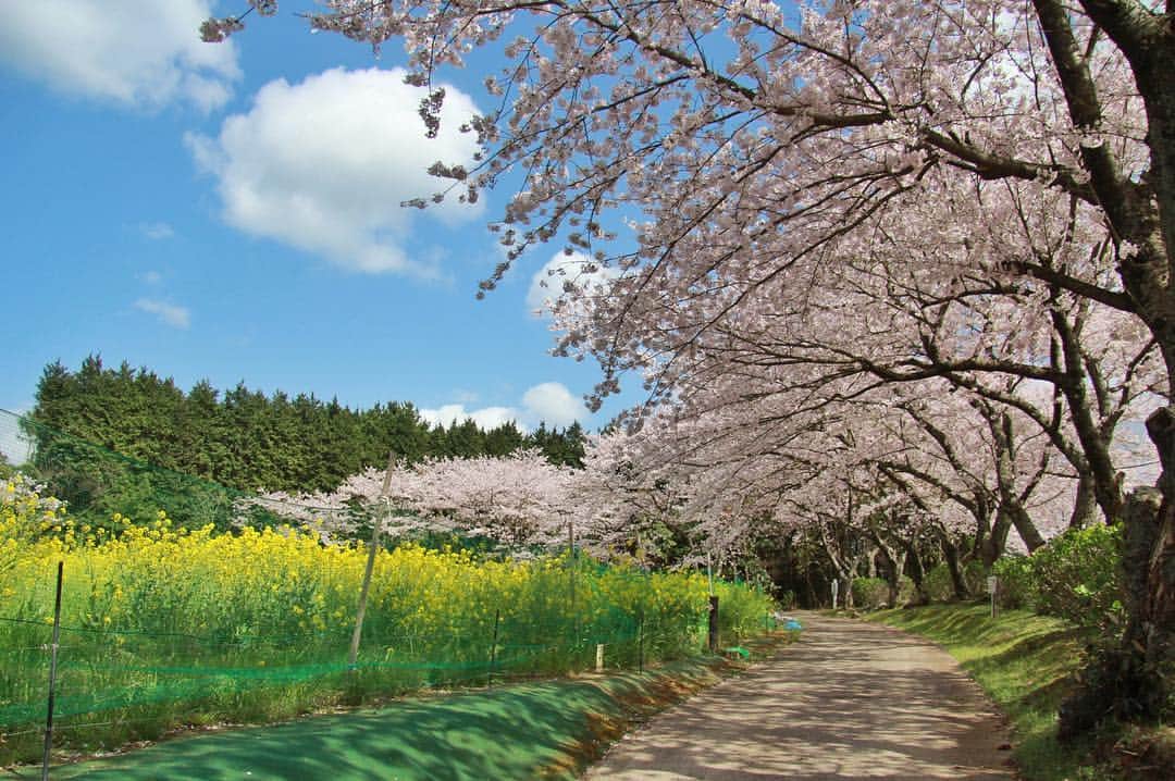 現地発信の旅行サイト「たびらい」さんのインスタグラム写真 - (現地発信の旅行サイト「たびらい」Instagram)「【熊本・水俣】 水俣市の市街地近郊の標高333メートルの場所にある「中尾山公園」。頂上にある広場の桜を撮影してきました！  秋には、最大のイベントの「コスモス祭り」も開催。ぜひ四季の花々を眺めにお出かけしてみてくださいね♪ ： #中尾山公園 #たびらい #tabirai #ローカル旅行 #旅行好き #旅行 #旅行好きな人と繋がりたい #たびらい九州 #たびらい熊本 #水俣 #熊本 #写真好きと繋がりたい #中尾山スカイロード #桜 #おでかけ #花見 #湯の鶴 #温泉 #onsen #旅館 #九州 #コスモス祭り #コスモス #カメラ #photo #カメラ女子 #さくら #sakura #かわいい #pink」4月4日 16時56分 - tabirai
