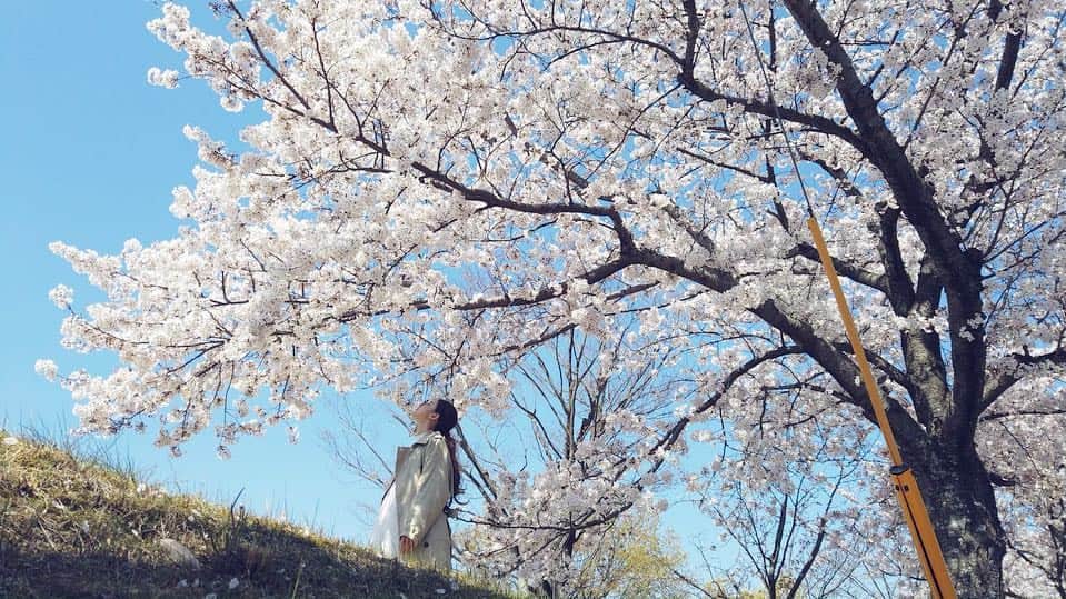 fumikaさんのインスタグラム写真 - (fumikaInstagram)「🌸🚶‍♀️ #OsmoPocket」4月4日 16時59分 - fumikasingasong