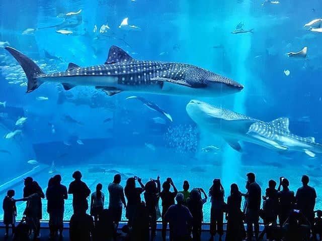 Be.okinawaさんのインスタグラム写真 - (Be.okinawaInstagram)「You can take in the fantastic underwater worlds of whale sharks, manta rays, and more at the Okinawa Churami Aquarium, one of the top spots for visitors in Okinawa. 📷:@goojala #churaumiaquarium #motobutown #aquarium #okinawaaquarium #whaleshark #beokinawa #visitokinawa」4月4日 17時04分 - visitokinawajapan