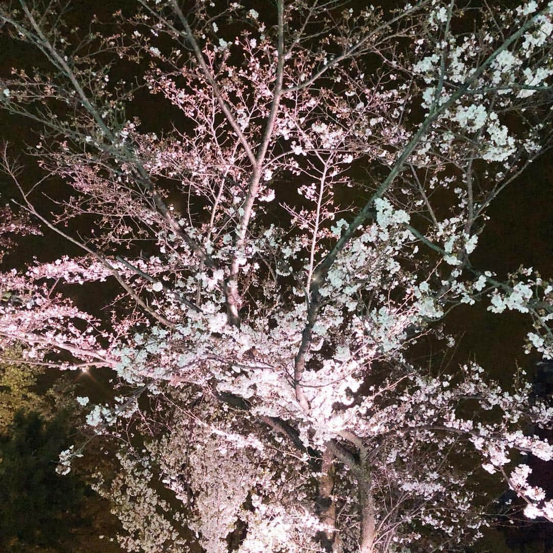 桜井莉菜さんのインスタグラム写真 - (桜井莉菜Instagram)「よみうりランドの 夜桜ジュエルミネーション行ってきたよ🙋‍♀️✨ 普通のジュエルミネーションであんなに綺麗だったのに、それに桜までプラスされるてどゆこと😳🌸 どー考えても綺麗でしかないでしょ🤭🤭🤭 時間ギリギリに行き過ぎて乗り物乗れなかったけど、見てるだけで大満足だった💓💓💓 ジャケットとブーツは @riina_couture  リュックは @ruua.shop  パーカーはロイフラのだよん🙆‍♀️🌸 #花見#夜桜#よみうりランド#ジュエルミネーション」4月4日 17時06分 - rina__sakurai