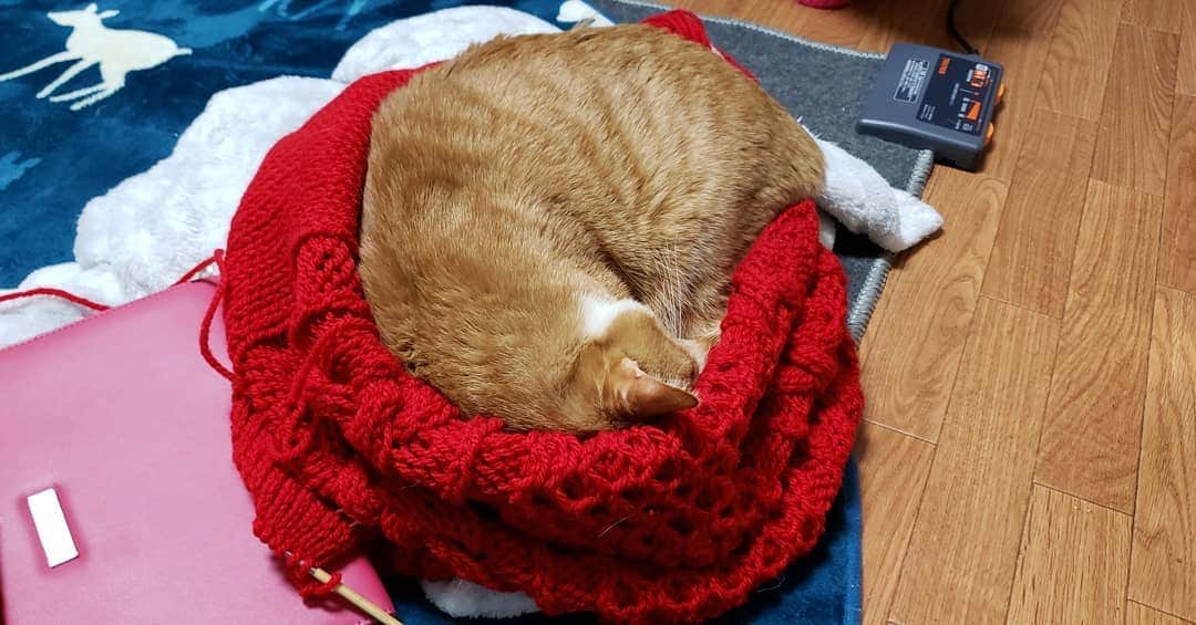 アイパー滝沢さんのインスタグラム写真 - (アイパー滝沢Instagram)「今、輪針でセーター的な物も編んでるホゥ。目を離すと、すぐマリが入ってきて丸くなるホゥ。 #handmade #Crochet #knitting #猫が丸くなる #ハマナカボニー #目を離すと #よしもと芸人」4月4日 17時12分 - t.aipa
