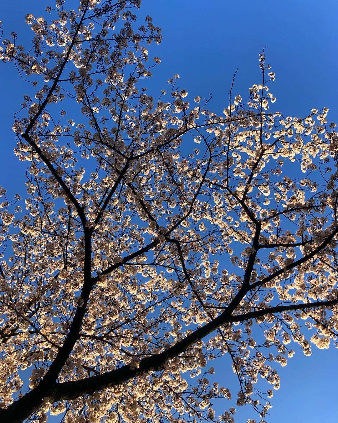 宍戸開さんのインスタグラム写真 - (宍戸開Instagram)4月4日 17時12分 - kaishishido