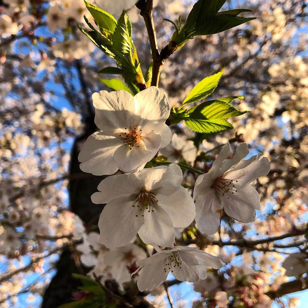 宍戸開さんのインスタグラム写真 - (宍戸開Instagram)4月4日 17時21分 - kaishishido