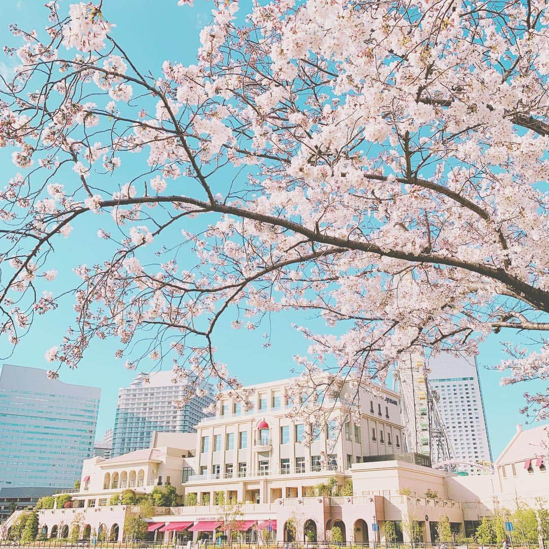 アニヴェルセル みなとみらい横浜 公式さんのインスタグラム写真 - (アニヴェルセル みなとみらい横浜 公式Instagram)「. みなさまこんにちは。 2019年度がスタートしましたね。 4月から新生活がスタートする皆様 本当におめでとうございます！ . 汽車道の桜がやっと見頃を迎えました。 たくさんの方が笑顔になる桜の木は みなとみらい、桜木町のシンボルです。 桜並木を楽しみながら、歩いてみてくださいね。 . #ウェディング #ウエディング #アニヴェルセル #アニヴェルセルみなとみらい横浜 #アニヴェルセルみなとみらい #みなとみらい #桜木町 #汽車道 #みなとみらい散歩 #ブライダルフェア #ウェディングフェア #シーン #プレ花嫁デビュー #アニ嫁 #プレ花嫁 #marryxoxo #日本中のアニ嫁さんと繋がりたい #日本中のプレ花嫁さんと繋がりたい #お花見 #🌸」4月4日 17時24分 - anniversaire_minatomirai