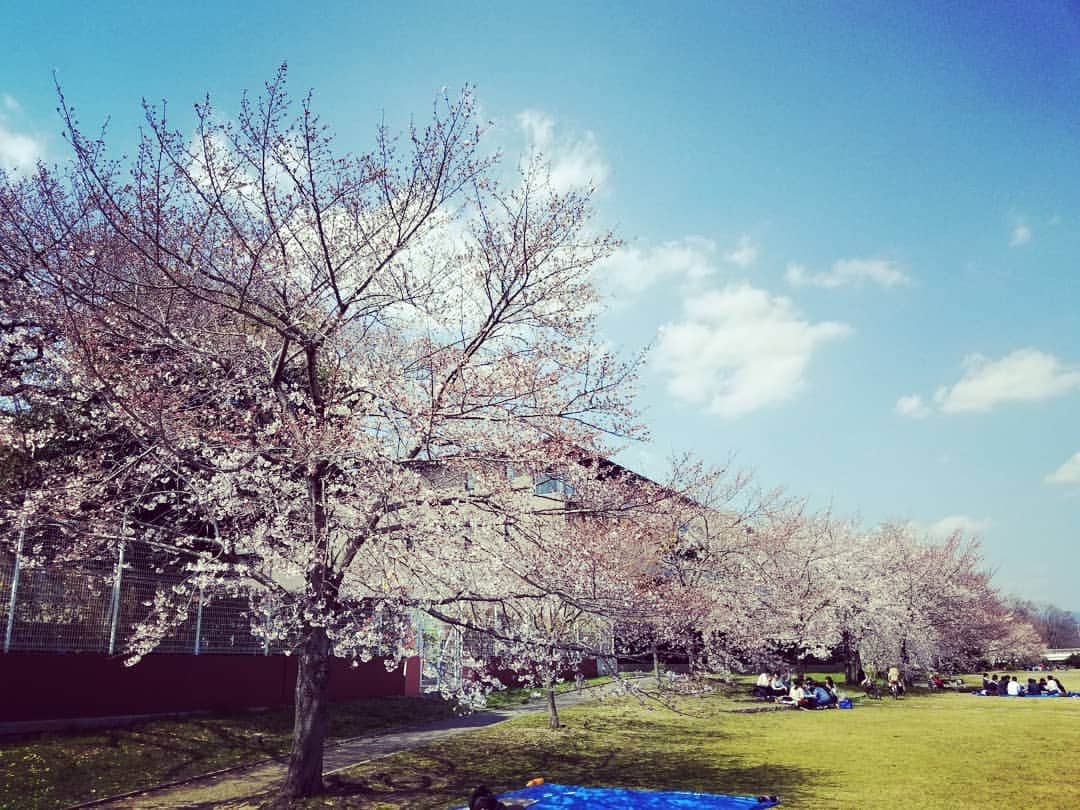 のインスタグラム：「鴨川の🌸」