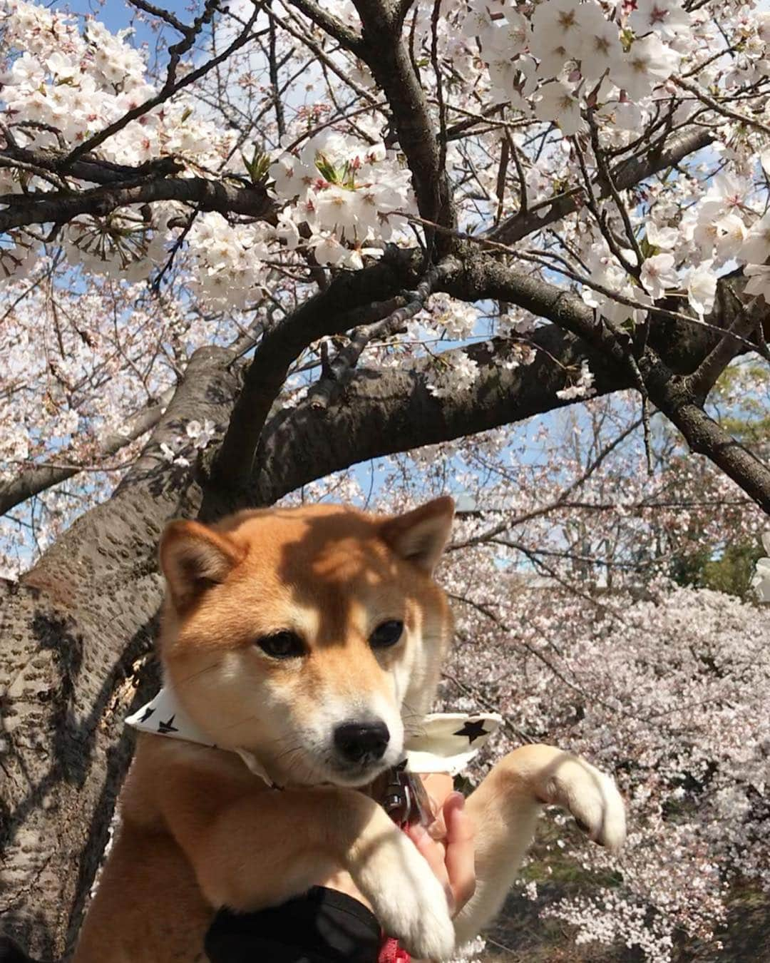 豆柴 サニーちゃんさんのインスタグラム写真 - (豆柴 サニーちゃんInstagram)「. . さにたん桜の花飾り🐻🌸 . すぐ持ち上げられちゃう さくらの季節🌸 みんなもそうだよね😆 . . #花かんむり #花飾り🌸 #お化け手 #お手手が可愛い💕 #すぐ持ち上げられる #桜の季節🌸 #山崎川の桜 . #柴犬#豆柴 #赤柴 #まめしばいぬ#まめしば#いぬのきもち#ふわもこ部 #pecoいぬ部#pecotv#サンデイ#サンデイいぬ組#anicas #shiba_snap#todayswanko#west_dog_japan #shibainu #shiba#mameshiba#shibastagram #豆柴サニーちゃん」4月4日 17時36分 - sunny_rei_32