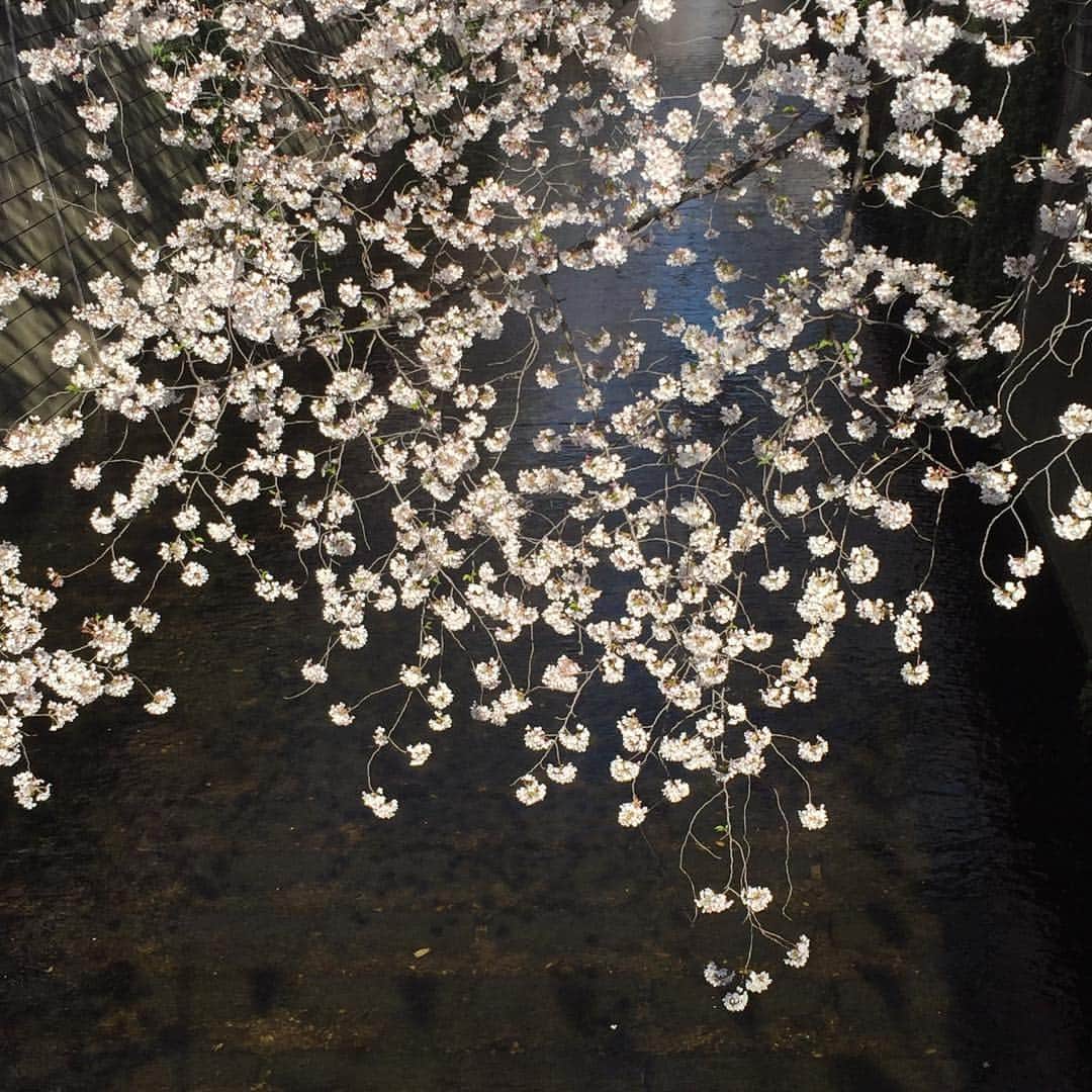 大手小町さんのインスタグラム写真 - (大手小町Instagram)「桜が満開ですね🌸夜の中目黒は人だらけなので、朝早く歩いてみました。  #otekomachi  #桜の名所 #大手小町 #東京さんぽ #東京散歩 #女子旅 #ひとり旅女子」4月4日 17時28分 - otekomachi