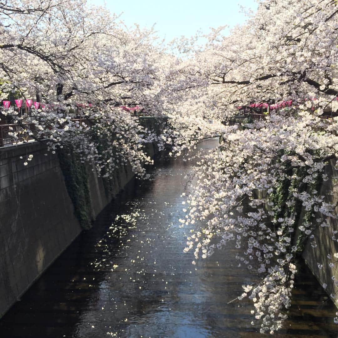 大手小町さんのインスタグラム写真 - (大手小町Instagram)「桜が満開ですね🌸夜の中目黒は人だらけなので、朝早く歩いてみました。  #otekomachi  #桜の名所 #大手小町 #東京さんぽ #東京散歩 #女子旅 #ひとり旅女子」4月4日 17時28分 - otekomachi
