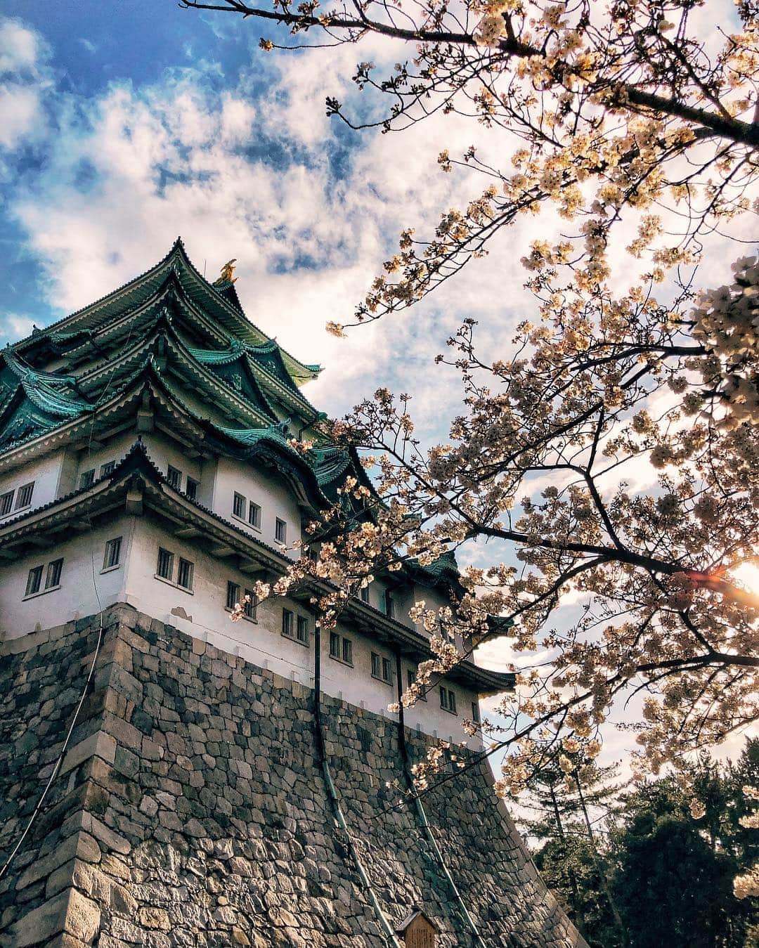 リアノン・ランゲラック（ミッチェル・ランゲラックの妻）さんのインスタグラム写真 - (リアノン・ランゲラック（ミッチェル・ランゲラックの妻）Instagram)「Nagoya Castle 🏯🌸 #名古屋城 #nagoya #japan #sakura」4月4日 17時31分 - riri_langerak