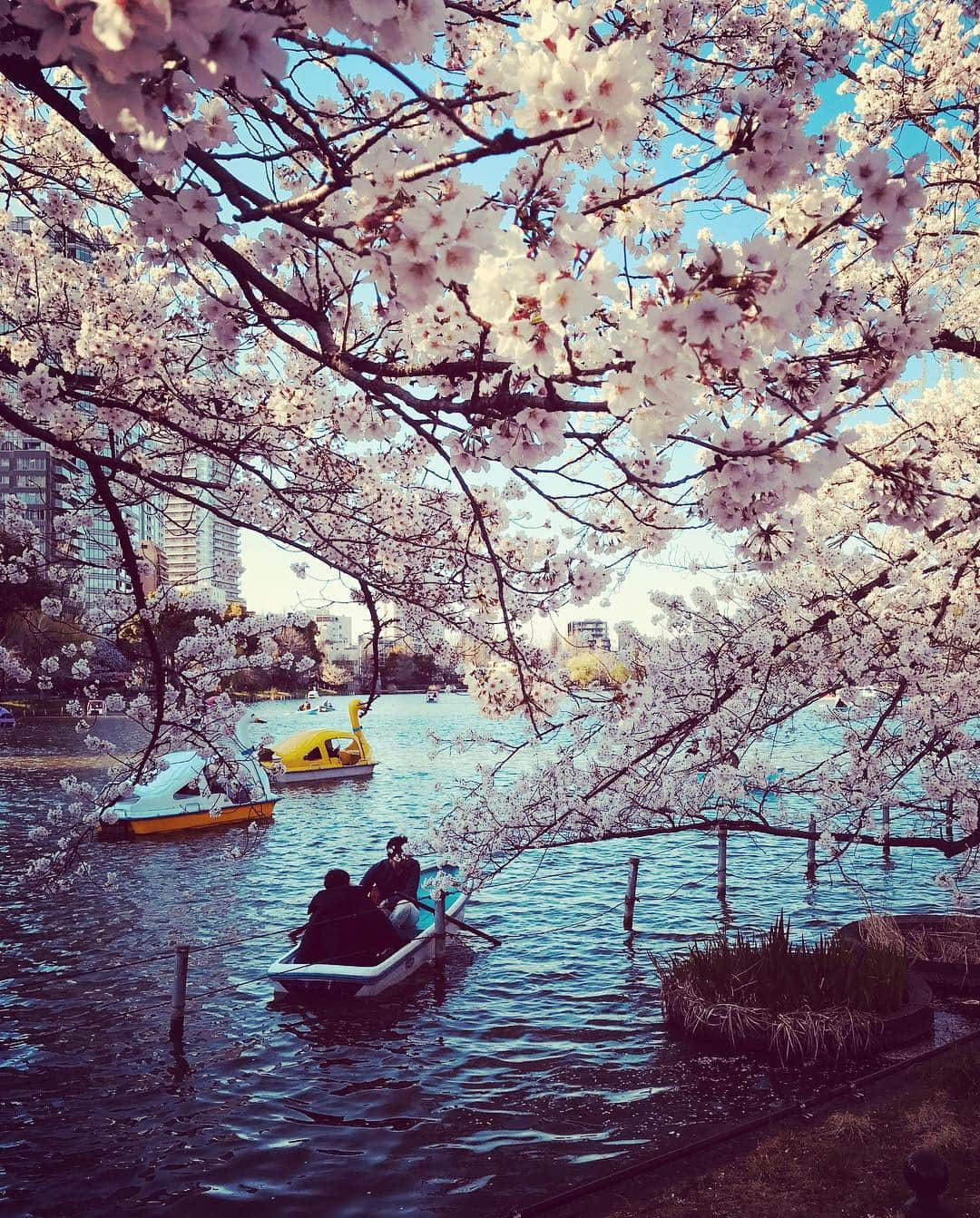 美川憲二さんのインスタグラム写真 - (美川憲二Instagram)「上野公園でお花見散歩よ〜☺️🌸🌸🌸🌸🌸🌸☀️🌈🌈🌈🌈 ソメイヨシノがまだ満開で😍とっても綺麗でした〜🌸🌸💕💕💕💕 #上野公園  #ソメイヨシノ  #お花見散歩  #まだまだ綺麗に咲いてます  #美川憲二 #ものまね」4月4日 17時31分 - mikawakenji