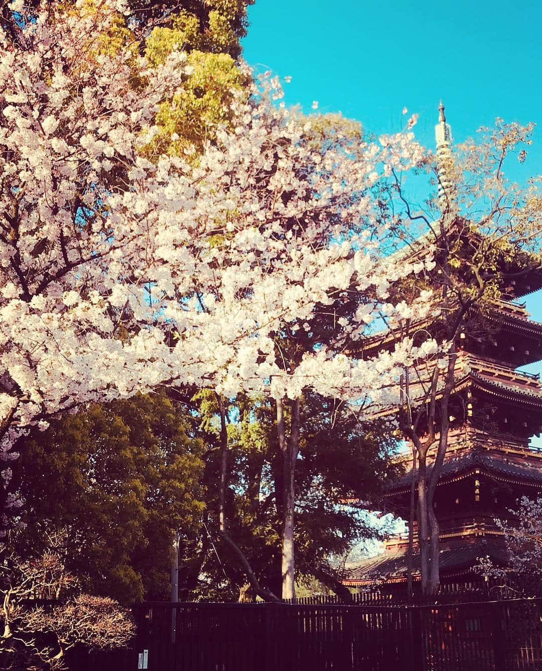 美川憲二さんのインスタグラム写真 - (美川憲二Instagram)「上野公園でお花見散歩よ〜☺️🌸🌸🌸🌸🌸🌸☀️🌈🌈🌈🌈 ソメイヨシノがまだ満開で😍とっても綺麗でした〜🌸🌸💕💕💕💕 #上野公園  #ソメイヨシノ  #お花見散歩  #まだまだ綺麗に咲いてます  #美川憲二 #ものまね」4月4日 17時31分 - mikawakenji