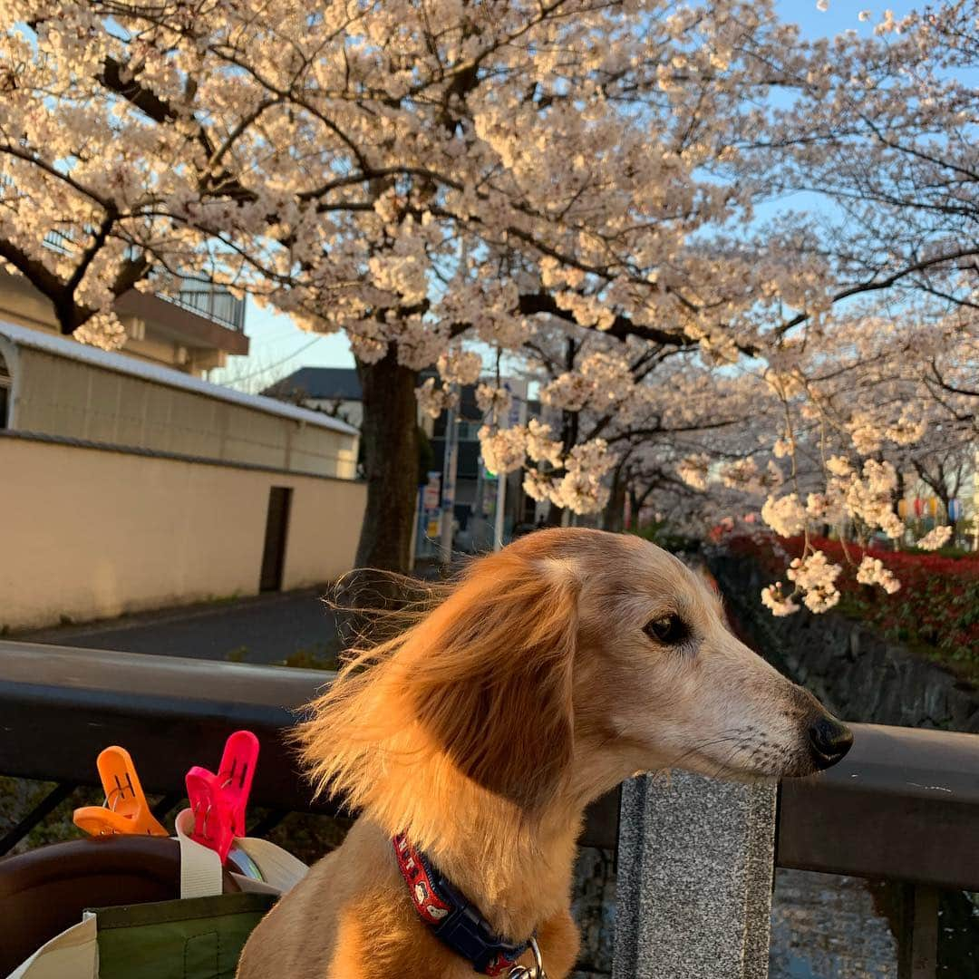 向日葵?さんのインスタグラム写真 - (向日葵?Instagram)「近所の用水路も満開🌸 ＊ #犬#ダックス#ダックスフンド#ミニチュアダックス#dachs#いぬぐみ📛#pecoいぬ部#シニア犬 #よく寝るシニア犬#わんぱく部#サンデイ#todayswanko #east_dog_japan #ボンボンハイスクール」4月4日 17時43分 - hinata.miyuki