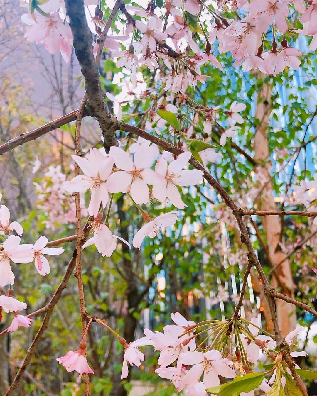 YU-RIのインスタグラム：「銀座エルメス前の桜🌸 春〜🌸🌸」