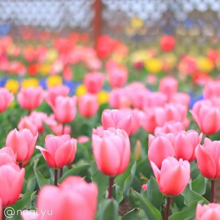 Photobackさんのインスタグラム写真 - (PhotobackInstagram)「春のお花は桜だけじゃありません✨本日のPicはチューリップ祭り🌷カラフルなチューリップ畑はハッピーを届けてくれますね︎💕︎素敵な作品をありがとうございます😀 . Photoback公式Instagramでは現在「春のInstagram投稿キャンペーン」を開催中です♪ #photoback春の思い出2019 のハッシュタグをつけて「春の思い出」をテーマに投稿頂いた作品の中から、素敵な作品を紹介しています。 . 写真を投稿する際は、ぜひ #photoback や #春の思い出 のハッシュタグもつけてみてくださいね✨ . 参加方法はとてもカンタン！ Instagramで@photoback.jp をフォローして、#photoback春の思い出2019 とハッシュタグをつけて、春の思い出投稿をするだけ🙋 . 今回は、投稿合計数に応じて プレゼントが豪華になる特典つき！ . キャンペーンハッシュタグのついた投稿が . 合計 100件以上で ＜Photobackギフト券🎫1,000円分＞ 合計 500件以上で ＜Photobackギフト券🎫3,000円分＞ 合計 1,000件以上で ＜Photobackギフト券🎫5,000円分＞  を、抽選で3名様にプレゼント💝  現在は、464件突破～🤗. 500件まであと少し！ みなさまからのご応募、作品の投稿をお待ちしております！ . #photoback春の思い出2019 #春の思い出 #春のおでかけ #平成最後の春 #photoback #フォトバック #フォトブック #思い出 #写真 #写真整理 #チューリップ . ━･･━･･━･･━･･━･･━･･━ #Repost @nagi.yu1209 ━･･━･･━･･━･･━･･━･･━ ピンクのチューリップ * * チューリップによって咲いてるの咲いてないのがありましたよ * * #チューリップ #木曽三川公園 location 岐阜県海津市 . #photoback春の思い出2019」4月4日 17時49分 - photoback.jp