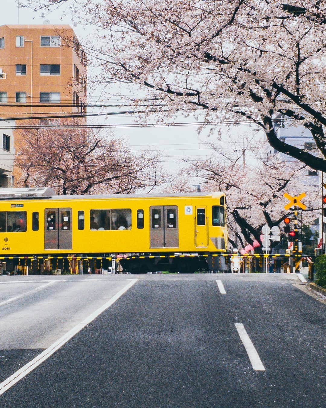 Galaxy Mobile Japanさんのインスタグラム写真 - (Galaxy Mobile JapanInstagram)「ピンクの桜と、黄色の電車のコントラストが美しい、春らしい瞬間が撮れました！ 📸#GalaxyNote9 #Noteのある生活 #withgalaxy Photo by @8s_hero」4月4日 9時00分 - samsungjpn