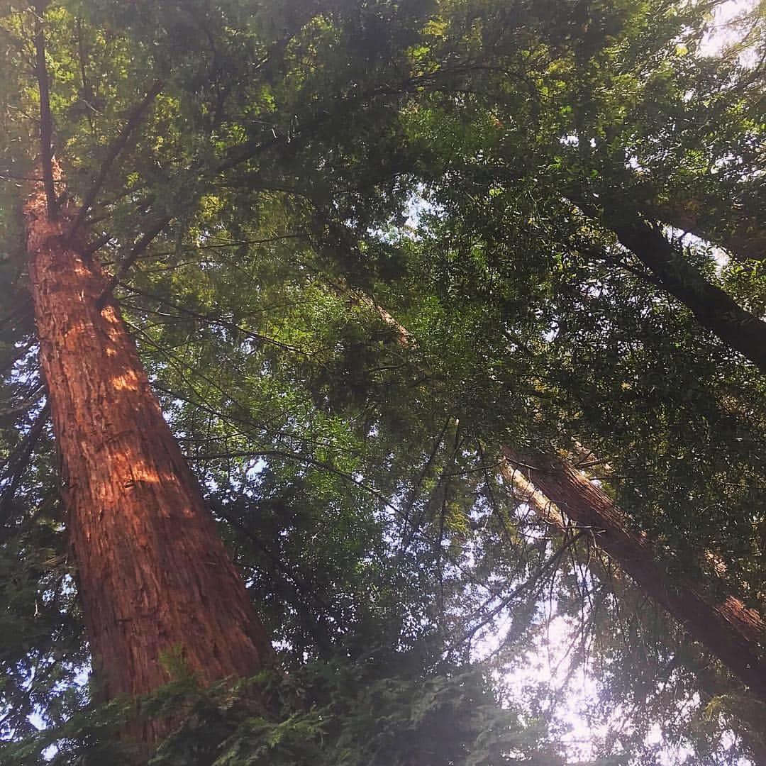ジェシカ・アシュリーのインスタグラム：「Redwood trees, poppy fields, and pretty forest meadows 🌸🌿」