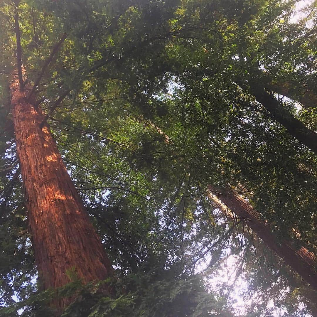 ジェシカ・アシュリーさんのインスタグラム写真 - (ジェシカ・アシュリーInstagram)「Redwood trees, poppy fields, and pretty forest meadows 🌸🌿」4月4日 8時55分 - missjessicaash