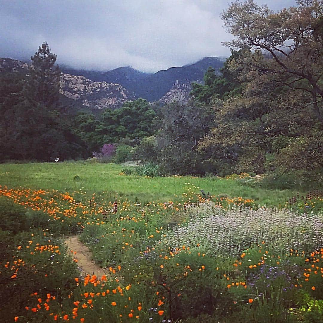 ジェシカ・アシュリーさんのインスタグラム写真 - (ジェシカ・アシュリーInstagram)「Redwood trees, poppy fields, and pretty forest meadows 🌸🌿」4月4日 8時55分 - missjessicaash