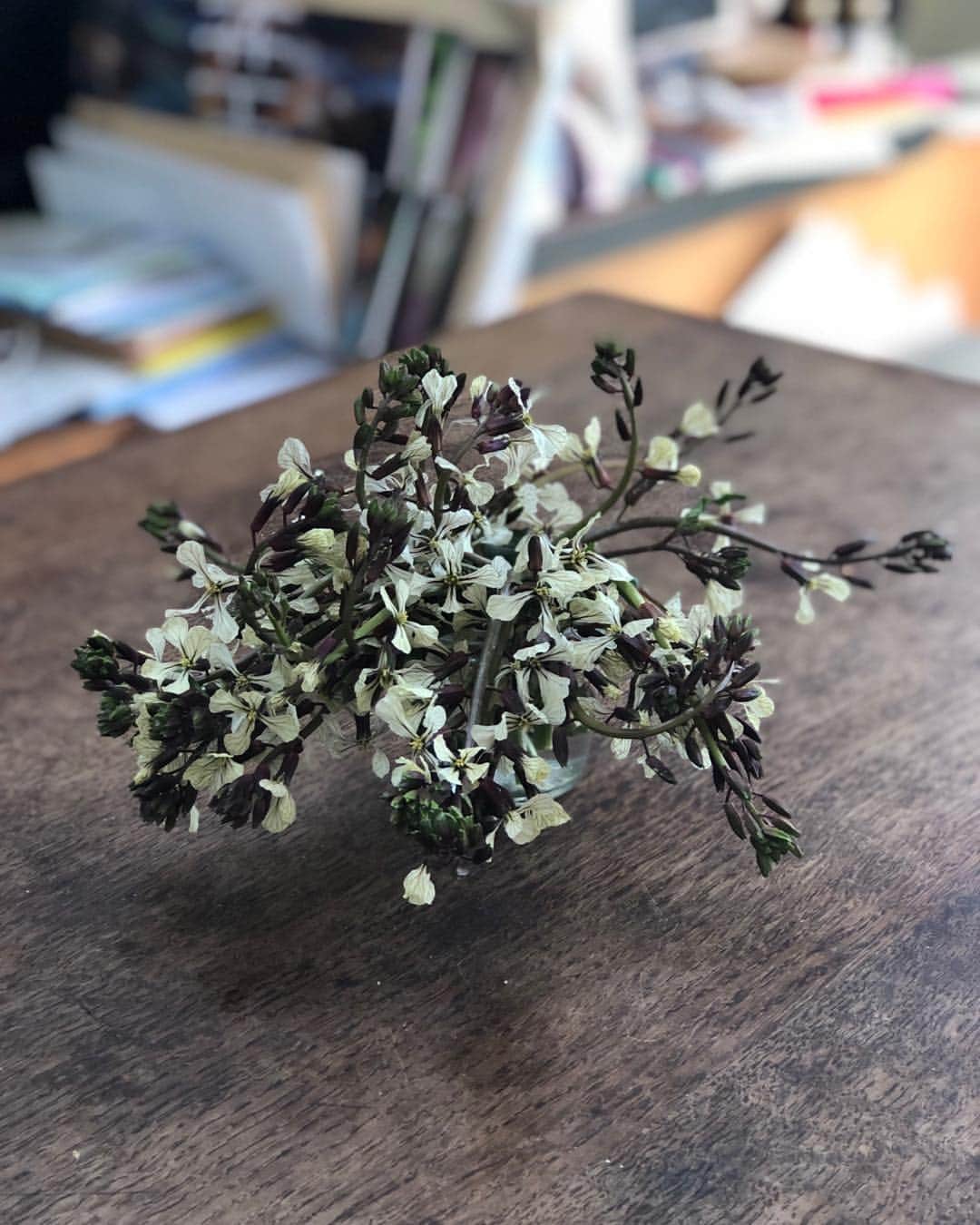 前北美弥子さんのインスタグラム写真 - (前北美弥子Instagram)「ルッコラの花が売っていたので買って活けて寝たら朝テーブルの上で起き上がっていて美しかった。rucola flower #biodiversity #bsense #bセンス」4月4日 9時04分 - maekitam