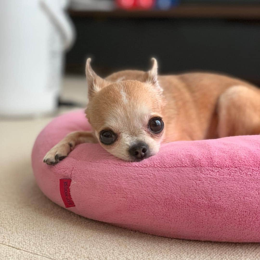 まち(Machi)のインスタグラム：「. 🌸🌸🌸🌸 . #chihuahua #chihuahuas #dog #instadog  #weeklyfluff #doglover #chihuahualove #ふわもこ部 #choco #azuki #omochi #チワワ #ちわわ #犬 #スムチー #ロンチー #ちわすたぐらむ #いぬすたぐらむ #ちわわ部」