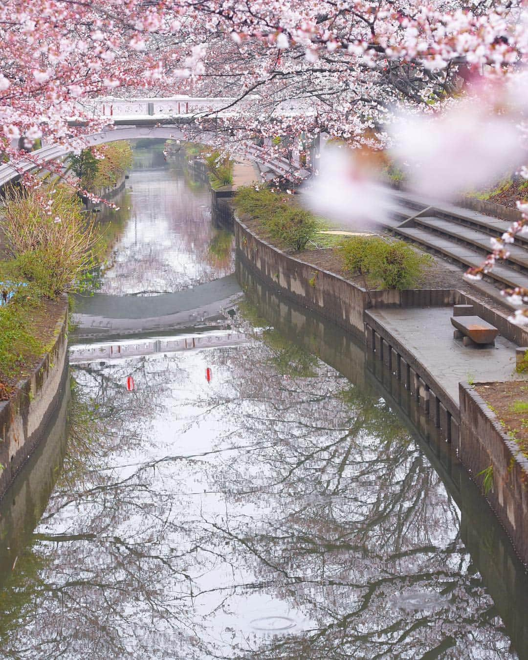 meekooさんのインスタグラム写真 - (meekooInstagram)「川面の桜🌸 今ごろきっと満開だな😊 location：埼玉県 #元荒川の桜並木  2019.3.31撮影  #りんご旅2019」4月4日 9時20分 - meekoo