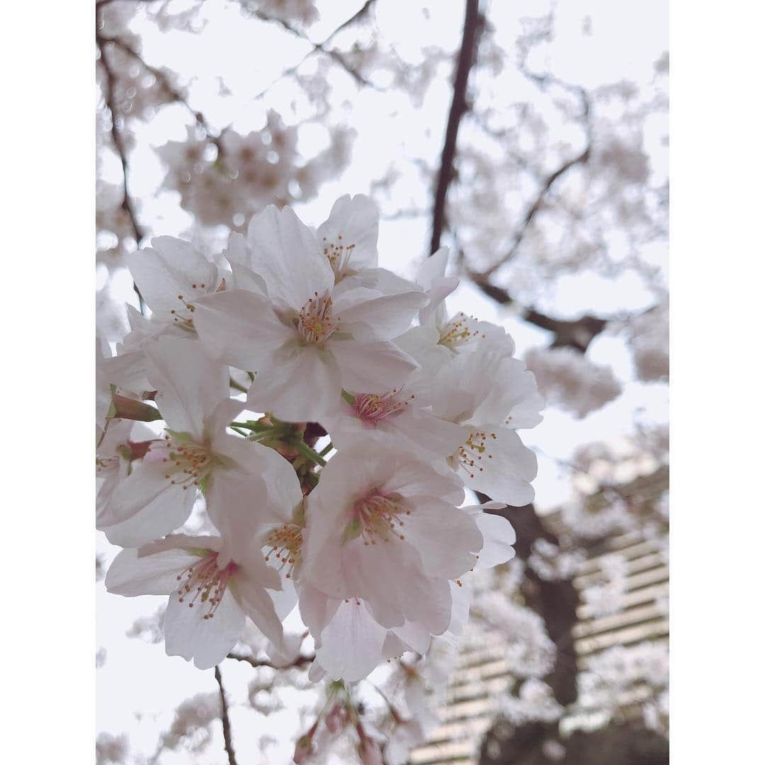 有明ゆなさんのインスタグラム写真 - (有明ゆなInstagram)「桜みてテンションあがってた♡ ピンクの色がすごく綺麗だったから！ 花見できてよかった(^^) . . . . #中野 #桜 #さくら #サクラ #綺麗 #新井薬師 #新井薬師梅照院 #さくら🌸 #🌸 #女子会 #花見 #えがお #笑顔 #smile #japanesegirl #happygirl」4月4日 9時22分 - ariake_yuna