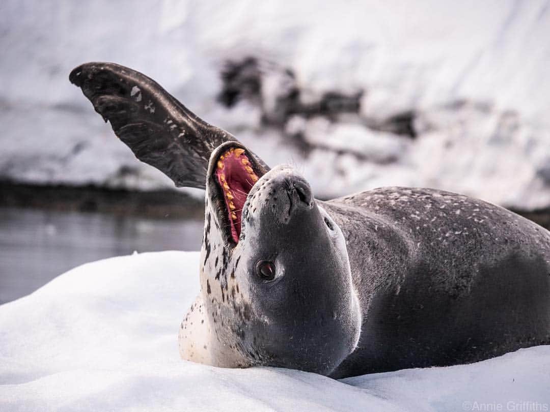 thephotosocietyさんのインスタグラム写真 - (thephotosocietyInstagram)「Photo by @anniegriffithsphotography. She may look harmless, but this leopard seal is an apex predator in Antarctic waters. In fact, one female took issue with our zodiacs and punctured 6 of them in short order!  #onassignment in #Antarctica for @natgeoexpeditions  For more photographs of the wonders of Antartica and other wild places, follow @anniegriffithsphotography  @rippleeffectimages #frozen #seals #Antarctica #wonders #adventure #explore #cuteanimals #ice #iceicebaby」4月4日 9時35分 - thephotosociety