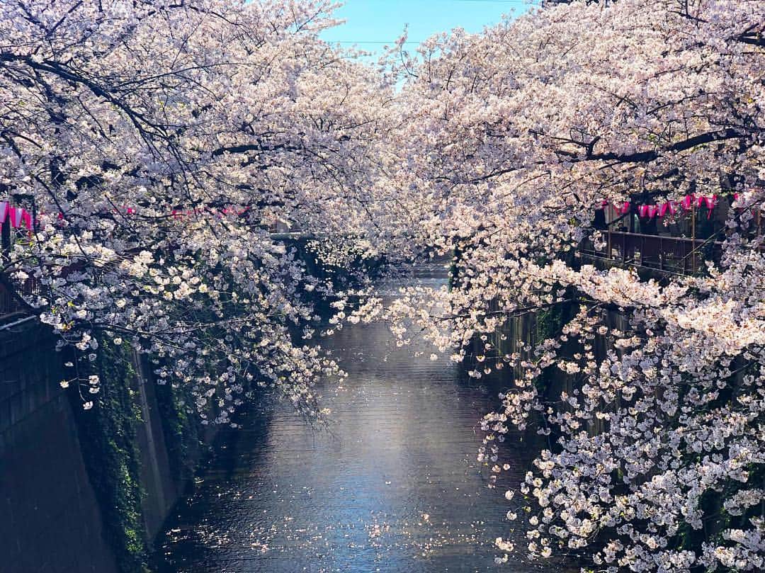 神崎恵さんのインスタグラム写真 - (神崎恵Instagram)「この景色をみておきたくて。 少しはやめに仕事場へ到着。 桜のように、やわらかくやさしくいたいものです。 触れるひとすべての心までやわらかくできるような。 今週は、息継ぎもできないくらいの日々でしたが、 この景色に心ほぐされ、今日もがんばれそう。 あたたかな一日に🌸 #中目黒 #朝の目黒川」4月4日 9時44分 - megumi_kanzaki
