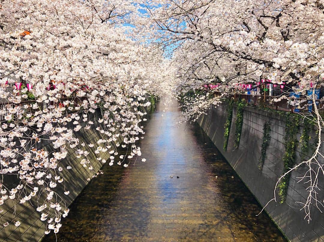 神崎恵さんのインスタグラム写真 - (神崎恵Instagram)「この景色をみておきたくて。 少しはやめに仕事場へ到着。 桜のように、やわらかくやさしくいたいものです。 触れるひとすべての心までやわらかくできるような。 今週は、息継ぎもできないくらいの日々でしたが、 この景色に心ほぐされ、今日もがんばれそう。 あたたかな一日に🌸 #中目黒 #朝の目黒川」4月4日 9時44分 - megumi_kanzaki