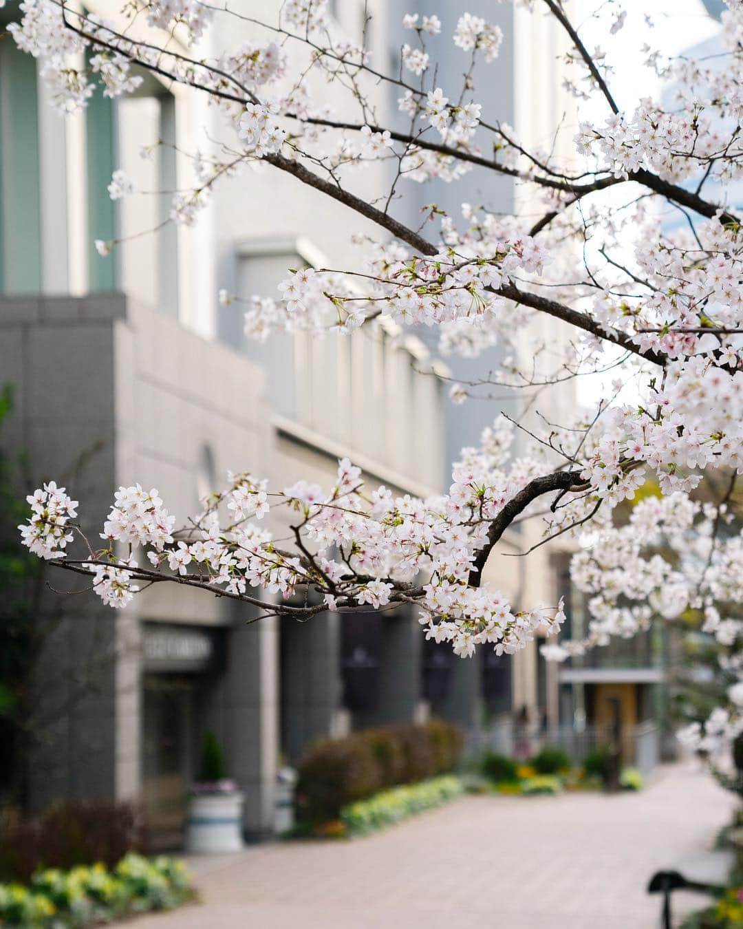 The Ritz-Carlton, Osakaさんのインスタグラム写真 - (The Ritz-Carlton, OsakaInstagram)「ザ・リッツ・カールトン大阪からJR大阪駅へ向かう歩道沿いの桜が満開です。桜の時期のホテルでの過ごし方は、ストーリーズよりご確認ください！ . . The cherry blossoms by the side entrance of The Ritz-Carlton, Osaka are fully bloomed! How do you plan to celebrate Sakura season? Check our stories for more! . . . . . . . . . #RCMemories #theritzcarltonosaka #osaka #japan #hotels #luxury  #japan_vacations #hotelroom #hotellife #beautifulhotels #travelandleisure #besthotels #luxurytrip #Sakura #桜 #beautifuldestinations #wonderfulplaces #大阪 #ザリッツカールトン大阪 #リッツカールトン大阪 #visitjapan #beautifuljapan #sakuraosaka #cherryblossoms」4月4日 9時39分 - ritzcarlton.osaka