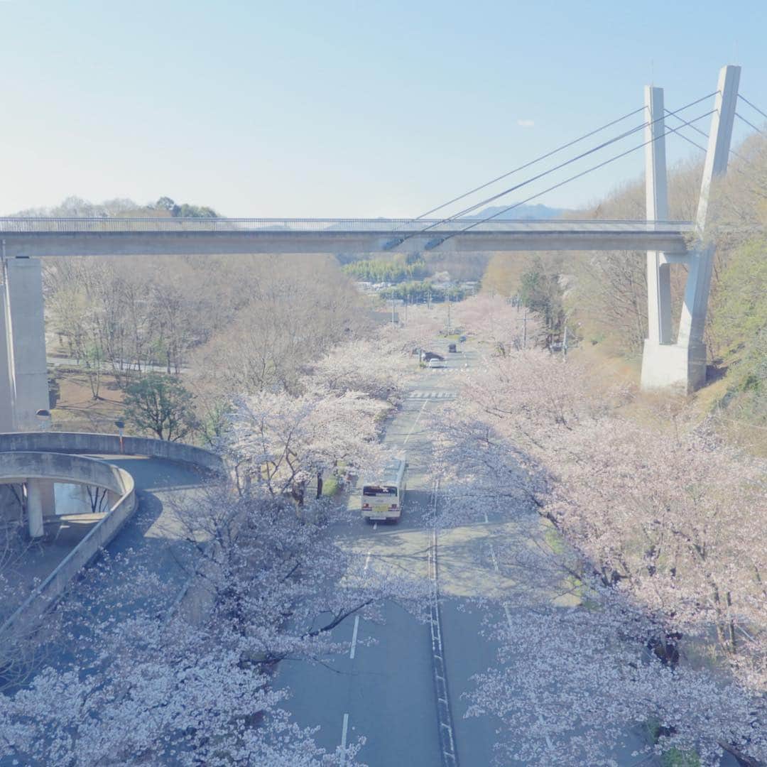 のインスタグラム：「多摩キャンパスでは、本日4/4から新入生歓迎祭が始まります。満開の桜も、新入生を迎えてくれています。  #法政 #大学 #hosei #university #桜 #並木 #満開 #多摩 #キャンパス #campus #vブリッジ #cherryblossom #bloom #hoseiblue」
