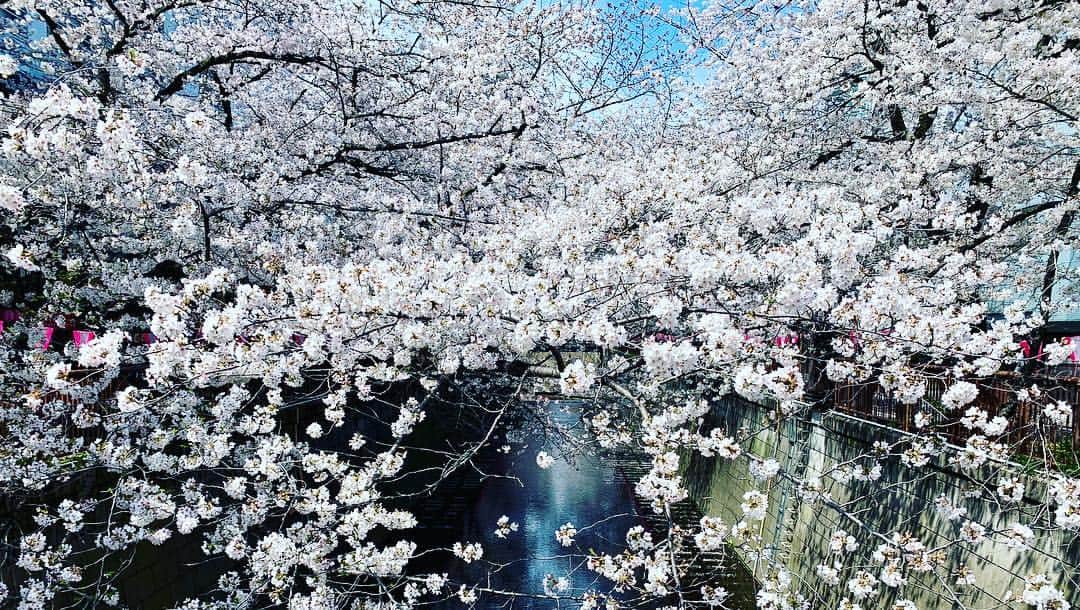 広崎うらんさんのインスタグラム写真 - (広崎うらんInstagram)「やっと暖かくなるかなぁ…。 桜咲いてるけど4月になってから本当に寒かったね〜！お陰で桜はまだ咲いてる😳いつも夜桜な目黒川🌸午前中寄り道したら気持ち良かった💕」4月4日 9時44分 - uranhirosaki