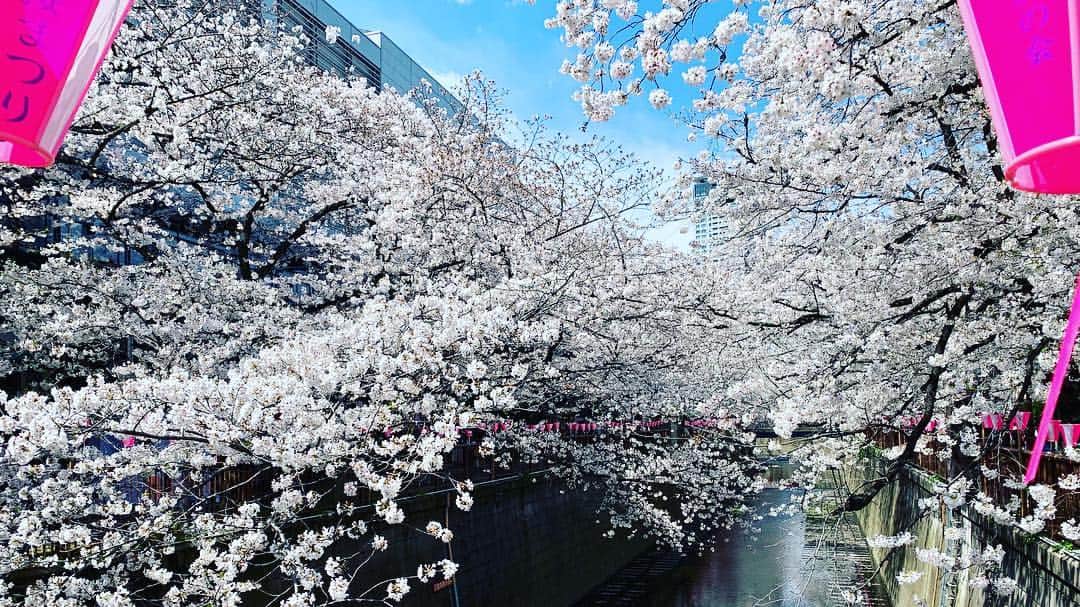広崎うらんさんのインスタグラム写真 - (広崎うらんInstagram)「やっと暖かくなるかなぁ…。 桜咲いてるけど4月になってから本当に寒かったね〜！お陰で桜はまだ咲いてる😳いつも夜桜な目黒川🌸午前中寄り道したら気持ち良かった💕」4月4日 9時44分 - uranhirosaki