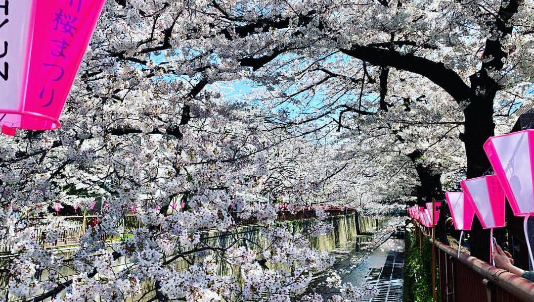 広崎うらんさんのインスタグラム写真 - (広崎うらんInstagram)「やっと暖かくなるかなぁ…。 桜咲いてるけど4月になってから本当に寒かったね〜！お陰で桜はまだ咲いてる😳いつも夜桜な目黒川🌸午前中寄り道したら気持ち良かった💕」4月4日 9時44分 - uranhirosaki