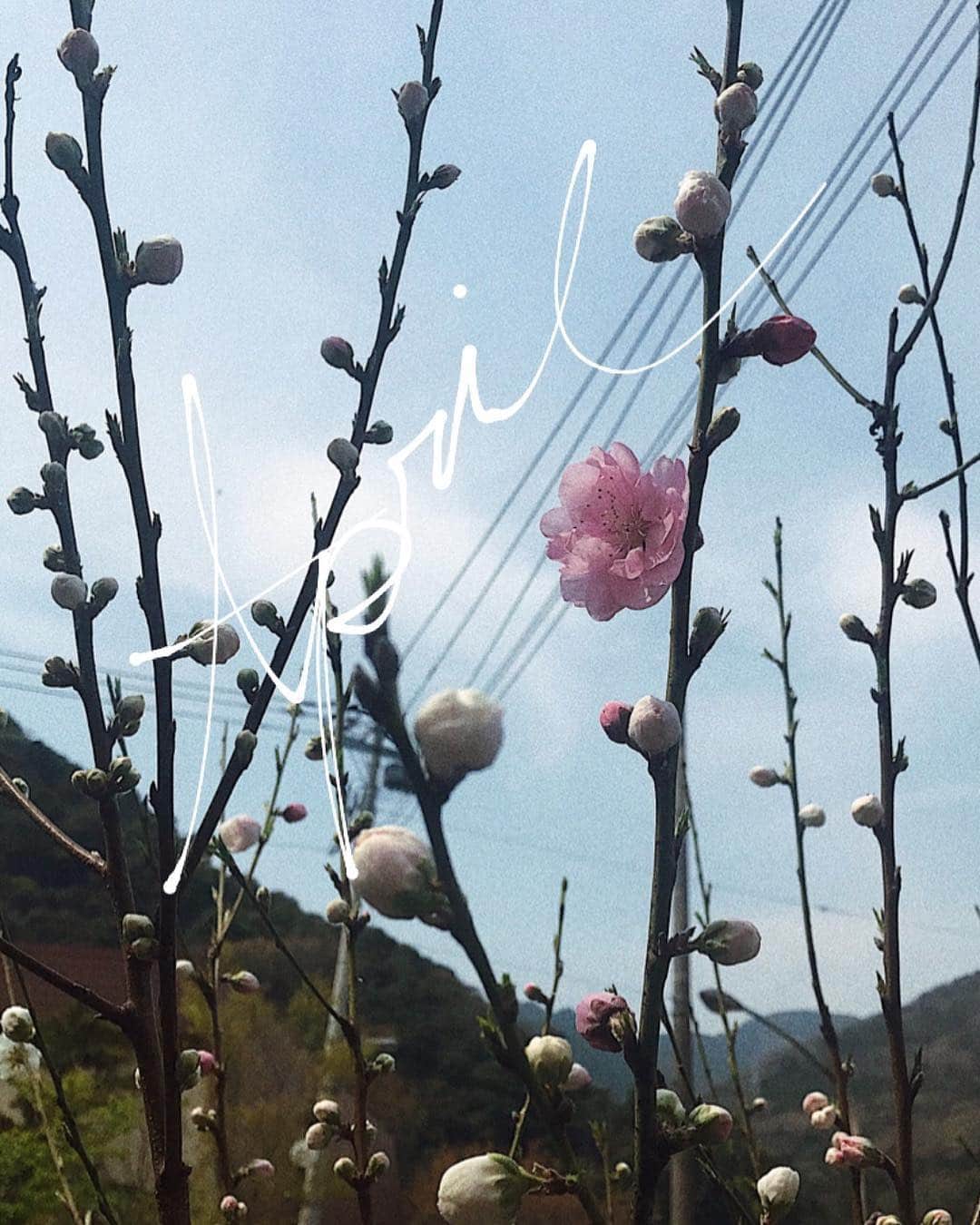 中野英菜さんのインスタグラム写真 - (中野英菜Instagram)「桜🌸ってあっというま！ #散らないでほしいな #桜 #四月 #April #japan #cherryblossom」4月4日 9時53分 - ena_biyou