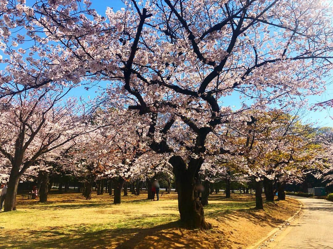 卜部弘嵩さんのインスタグラム写真 - (卜部弘嵩Instagram)「morning run🌞 #run #sakura #spring」4月4日 9時46分 - hirotakaurabe