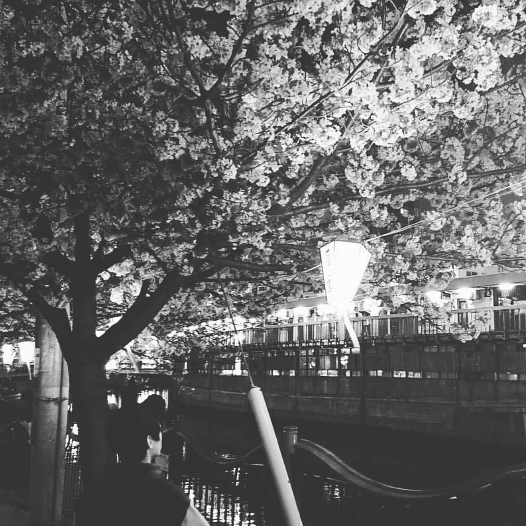 百瀬朔のインスタグラム：「今年初。 #夜桜  #ネオン  #ラジオ  #お楽しみに」